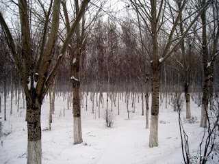 长春暴雪pics
