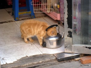 cat