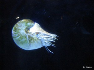 yinwuluo