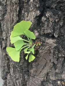 green_leave