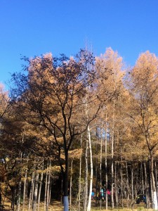 shadow_tree