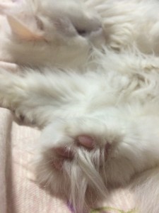 cat_foot