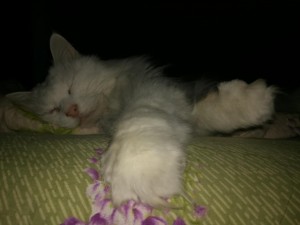 cat