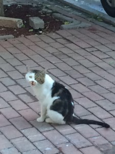 cat1