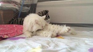 cat2