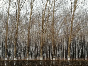 trees