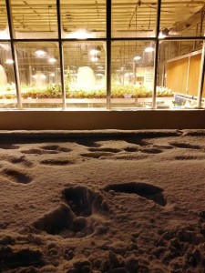 greenhouse