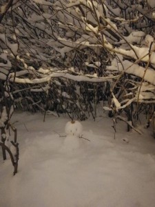 in_forest