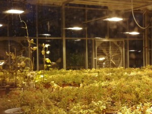 greenhouse