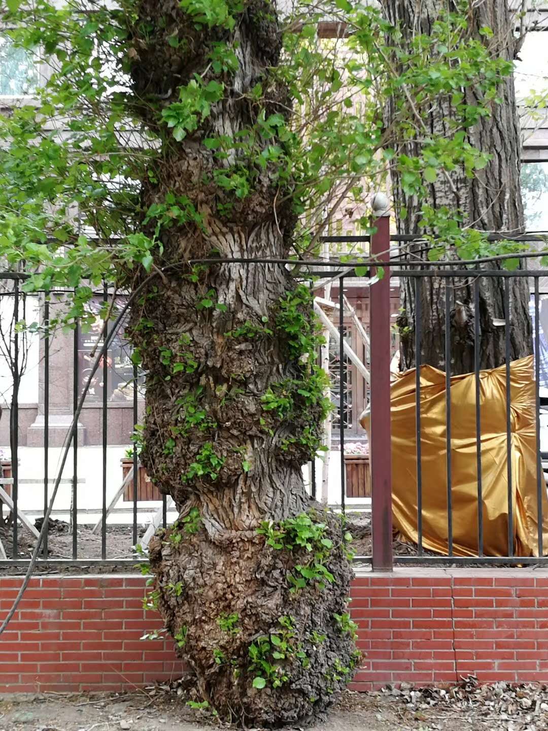 tree1