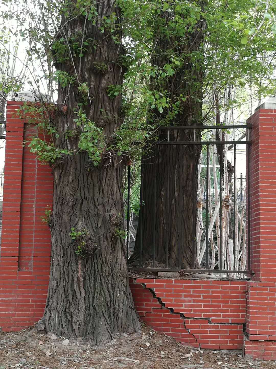 tree3