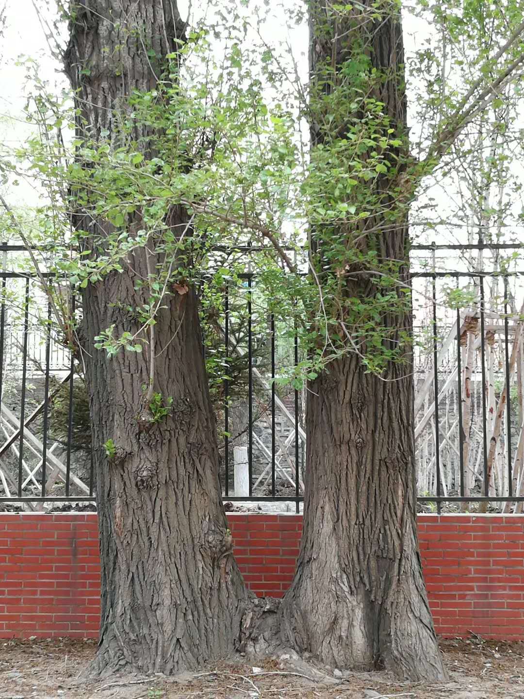 tree4