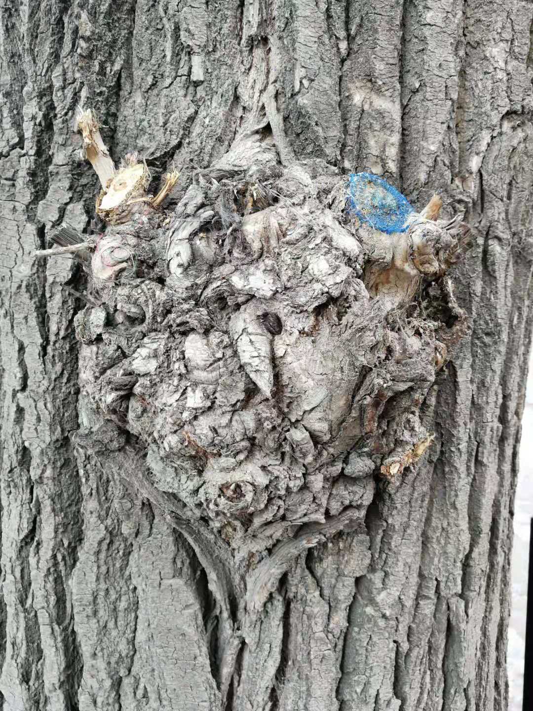 tree